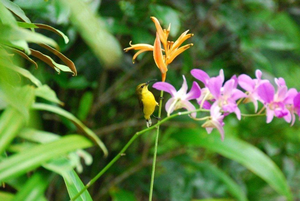 Pink Flamingo Resort Port Douglas Ruang foto